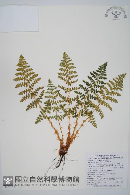 腺鱗毛蕨藏品圖，第1張