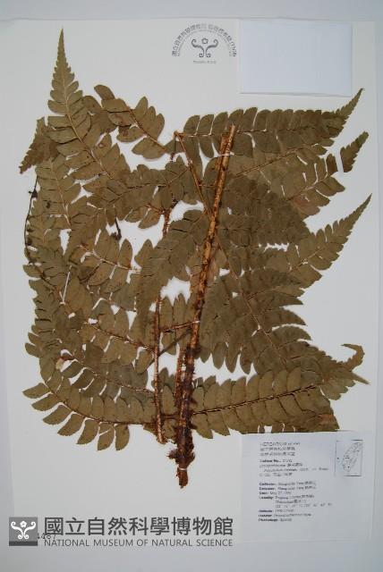 阿里山耳蕨藏品圖，第1張