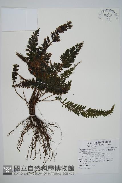 菲律賓厚葉蕨藏品圖，第1張