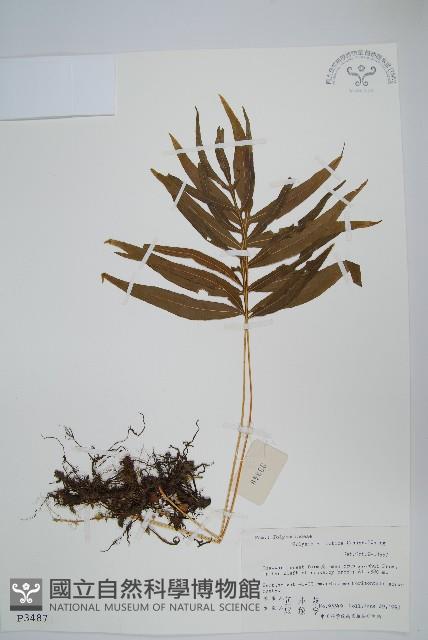 橢圓線蕨藏品圖，第1張