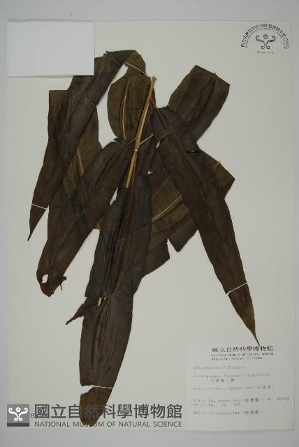 全緣鳳丫蕨藏品圖，第1張