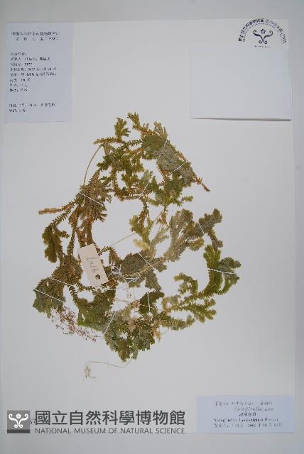 生根卷柏藏品圖，第1張