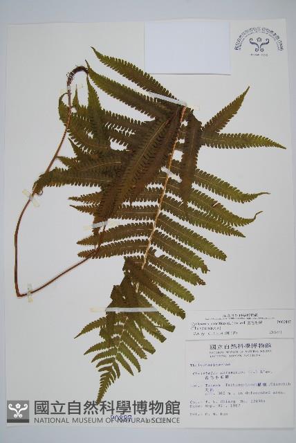 密毛毛蕨藏品圖，第1張