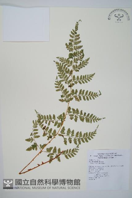 上先型鱗毛蕨、玉山假複葉耳蕨藏品圖，第1張