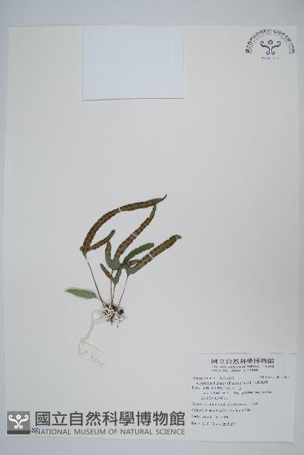 三葉茀蕨藏品圖，第1張