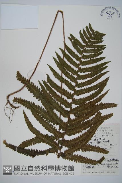 邊緣鱗蓋蕨藏品圖，第1張