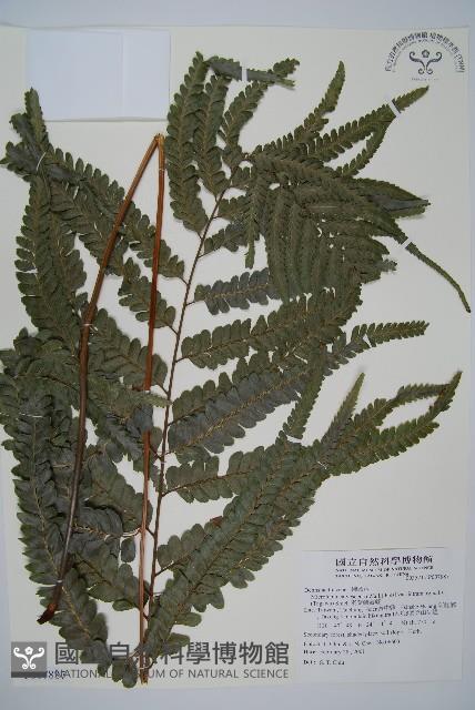 羽葉鱗蓋蕨藏品圖，第1張
