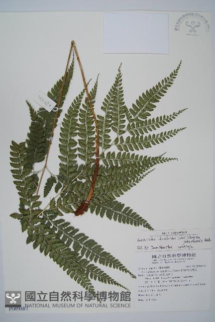 屋久複葉耳蕨藏品圖，第1張