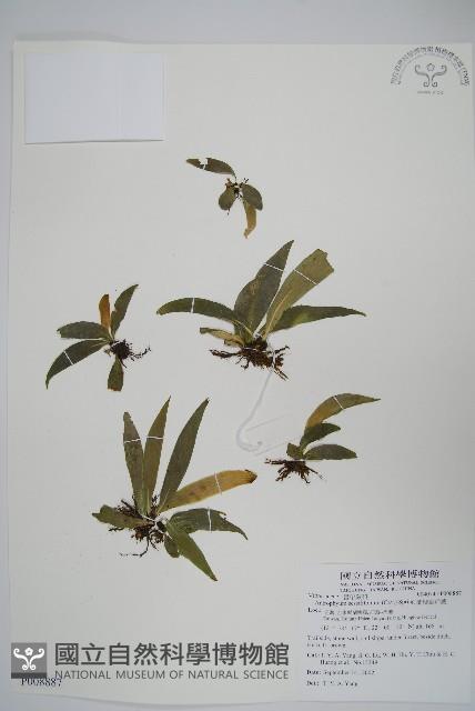 蘭嶼車前蕨藏品圖，第1張