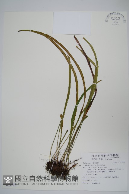書帶蕨藏品圖，第1張