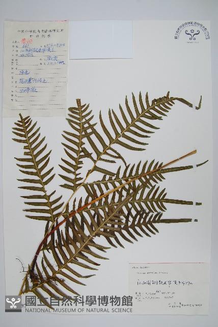 溪鳳尾蕨藏品圖，第1張