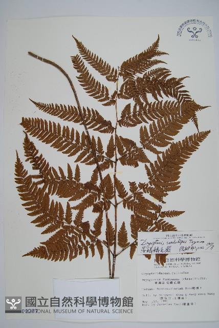 落鱗鱗毛蕨藏品圖，第1張