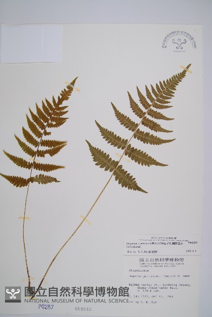 毛軸假蹄蓋蕨藏品圖，第1張