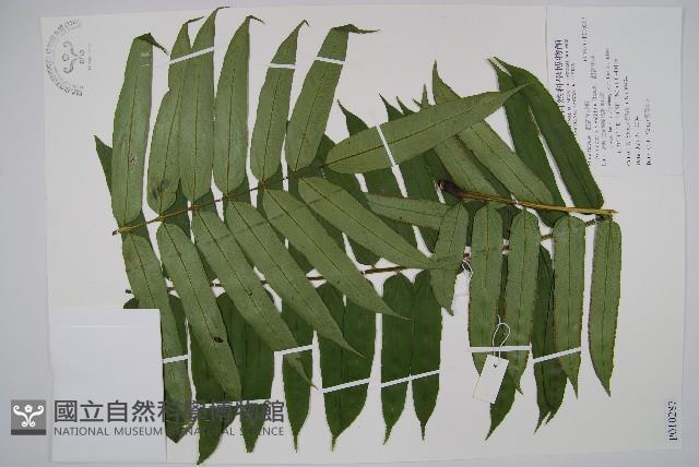 觀音座蓮藏品圖，第1張