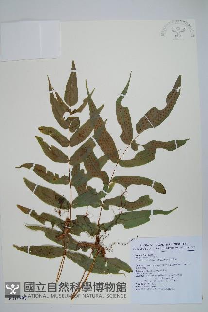 肢節蕨藏品圖，第1張