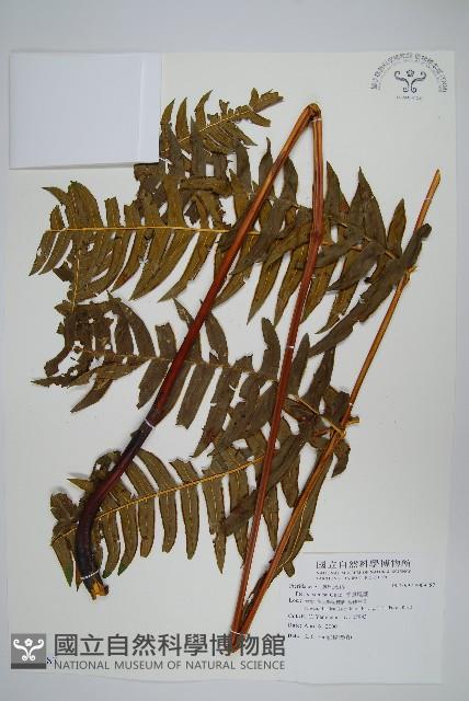 溪鳳尾蕨藏品圖，第1張