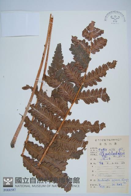 日本狗脊蕨藏品圖，第1張