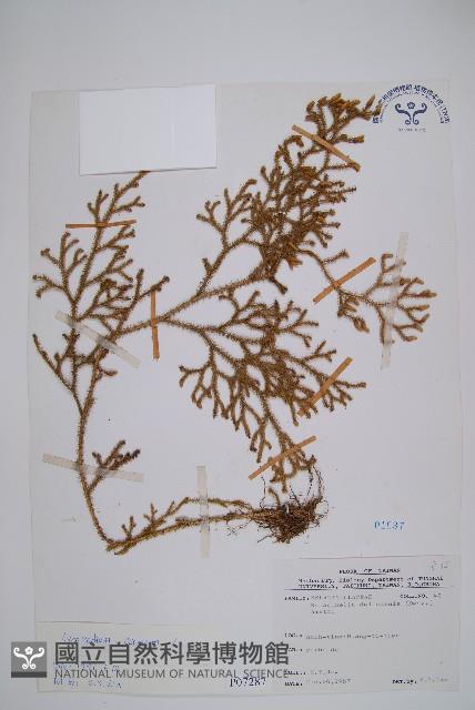 過山龍藏品圖，第1張