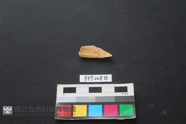 偶蹄類動物骨藏品圖，第1張
