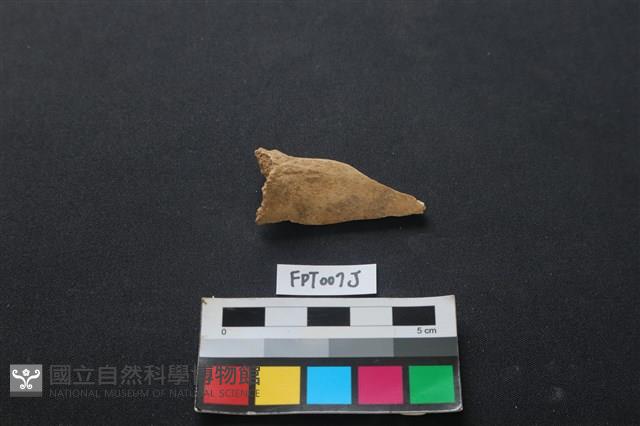 偶蹄類動物骨藏品圖，第1張