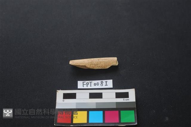偶蹄類動物骨藏品圖，第1張