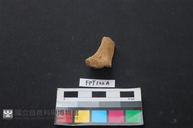 偶蹄類動物骨藏品圖，第1張