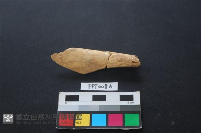 偶蹄類動物骨藏品圖，第1張