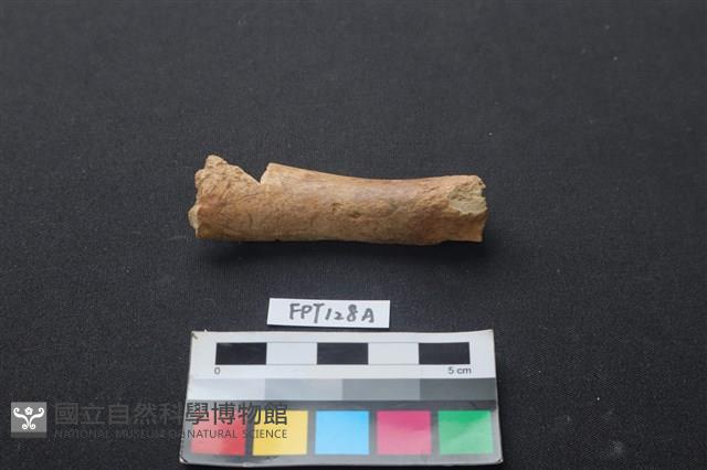 偶蹄類動物骨藏品圖，第1張