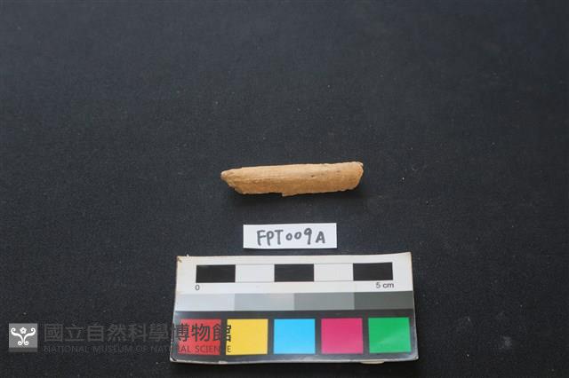 偶蹄類動物骨藏品圖，第1張