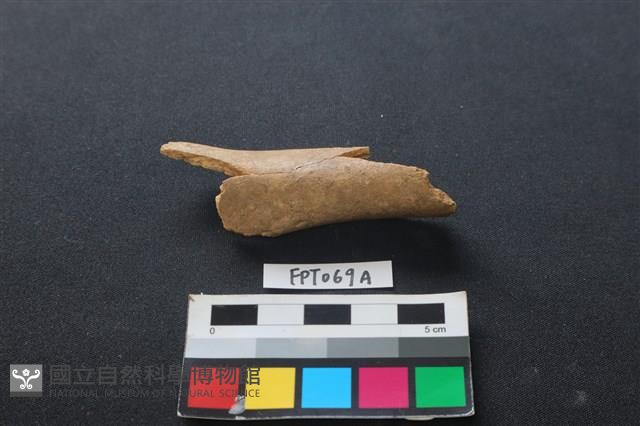 偶蹄類動物骨藏品圖，第1張