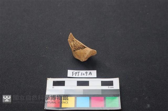 偶蹄類動物骨藏品圖，第1張