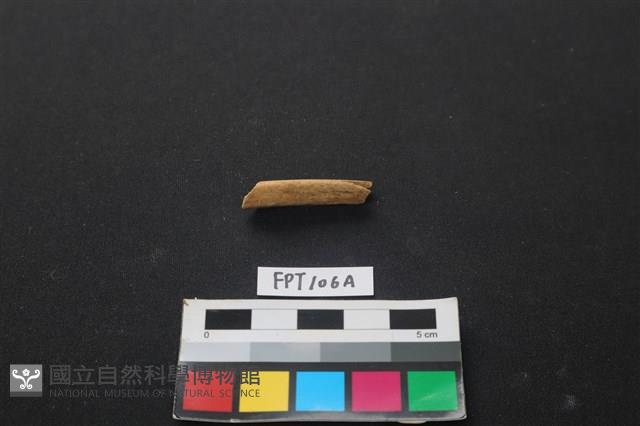 偶蹄類動物骨藏品圖，第1張
