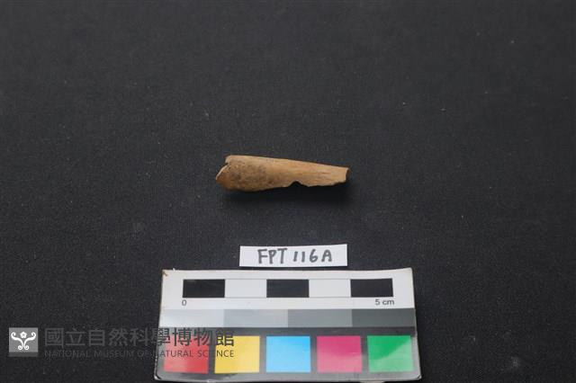 偶蹄類動物骨藏品圖，第1張