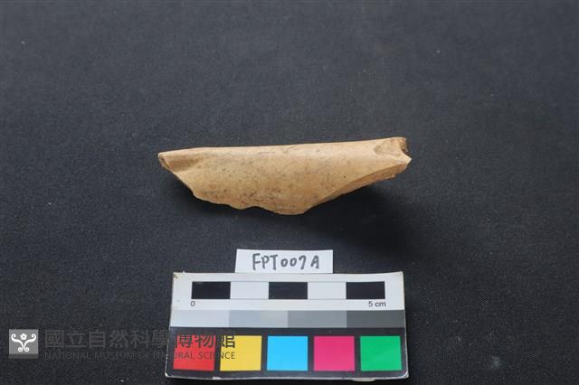 偶蹄類動物骨藏品圖，第1張