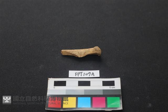 偶蹄類動物骨藏品圖，第1張