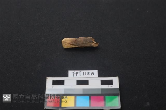 偶蹄類動物骨藏品圖，第1張