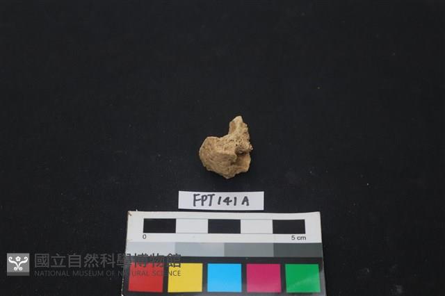 哺乳類動物骨藏品圖，第1張