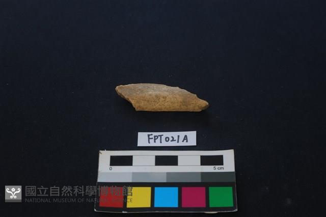 偶蹄類動物骨藏品圖，第1張