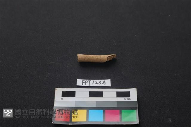 獸骨藏品圖，第1張