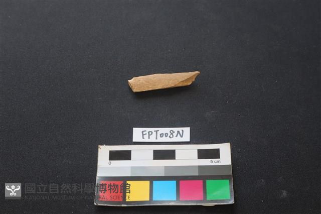 偶蹄類動物骨藏品圖，第1張