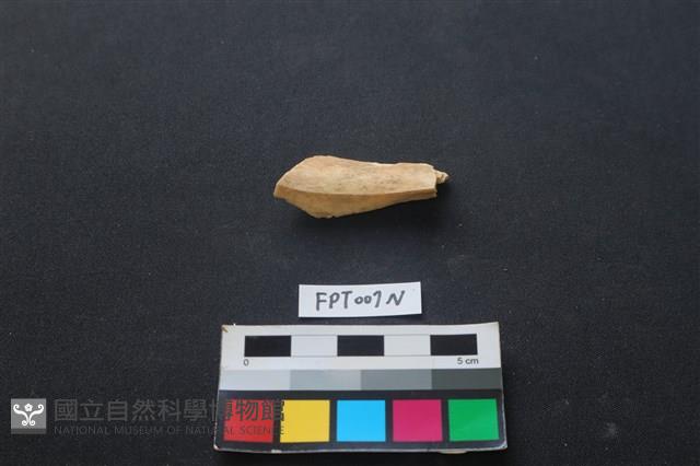 偶蹄類動物骨藏品圖，第1張