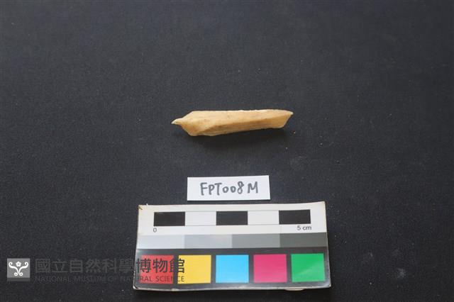 偶蹄類動物骨藏品圖，第1張