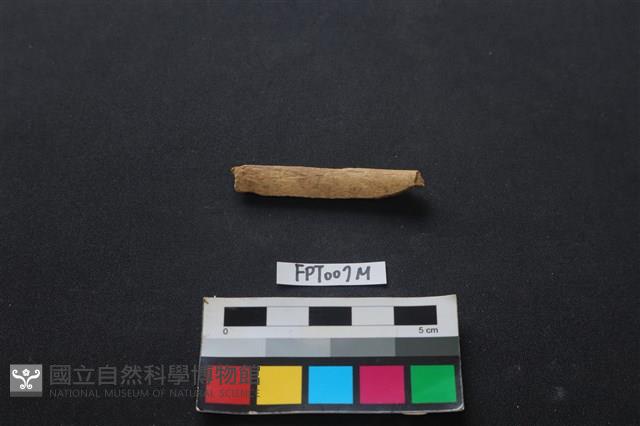 偶蹄類動物骨藏品圖，第1張