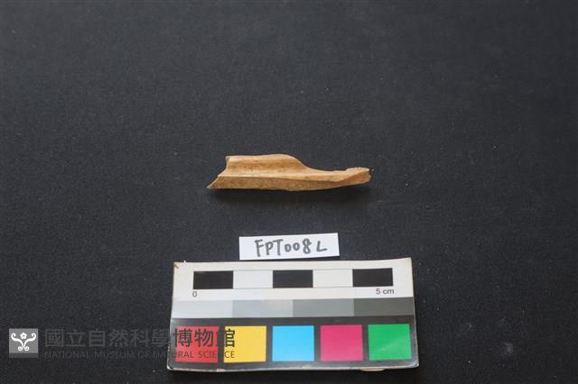 偶蹄類動物骨藏品圖，第1張