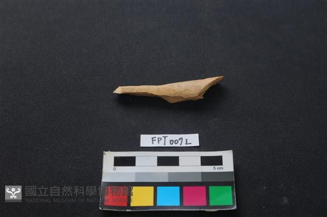 偶蹄類動物骨藏品圖，第1張