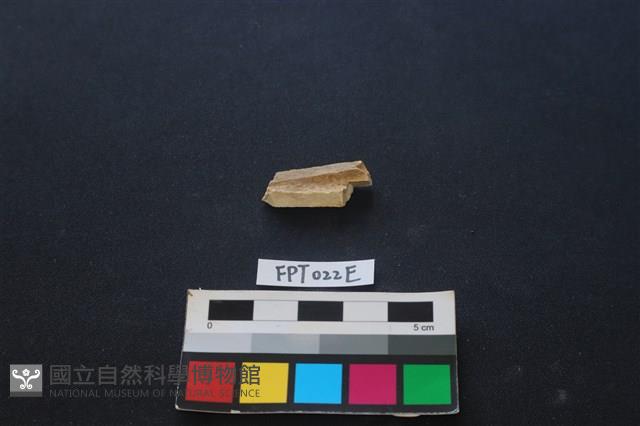 偶蹄類動物骨藏品圖，第1張