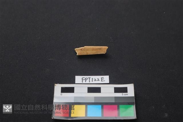 偶蹄類動物骨藏品圖，第1張