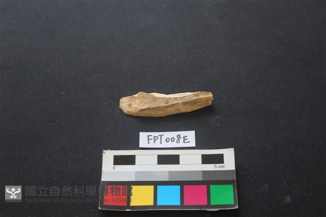 偶蹄類動物骨藏品圖，第1張