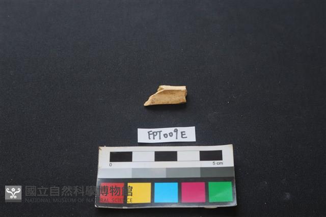 偶蹄類動物骨藏品圖，第1張