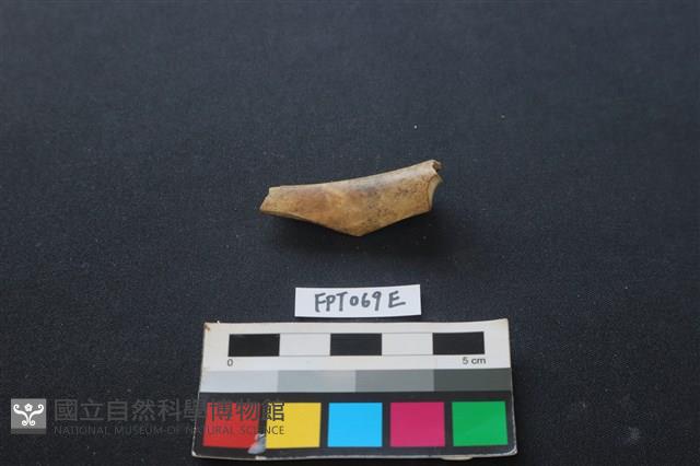 偶蹄類動物骨藏品圖，第1張